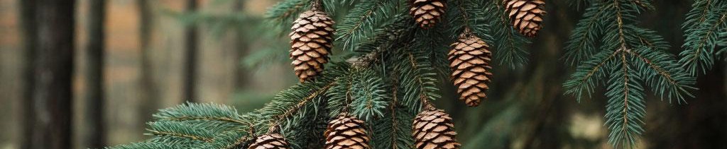 2ceff008-ac65-4ccb-a605-36dc40f4606e-ветка русская ель.jpg